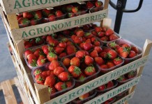 Polskie sadzonki truskawek zdobywają południową Europę