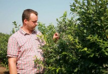 Zbiory borówek wbrew oczekiwaniom