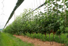 Święto Truskawki w Nowym Przybojewie