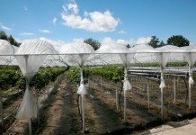 Truskawkowe faktory – zbiory trwają