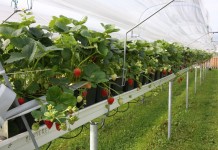 II Dni Otwarte Truskawki w Rabie Wyżnej