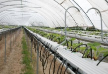 Truskawki – niestandardowo