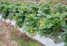 Owoce jagodowe w tunelach, cz I – Spotkanie