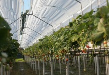 Truskawkowe Factory – wielki finał i podsumowanie