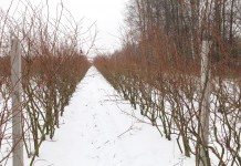 Cięcie borówki dopasowane do odmiany
