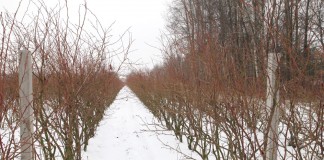 Cięcie borówki dopasowane do odmiany