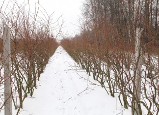 Cięcie borówki dopasowane do odmiany