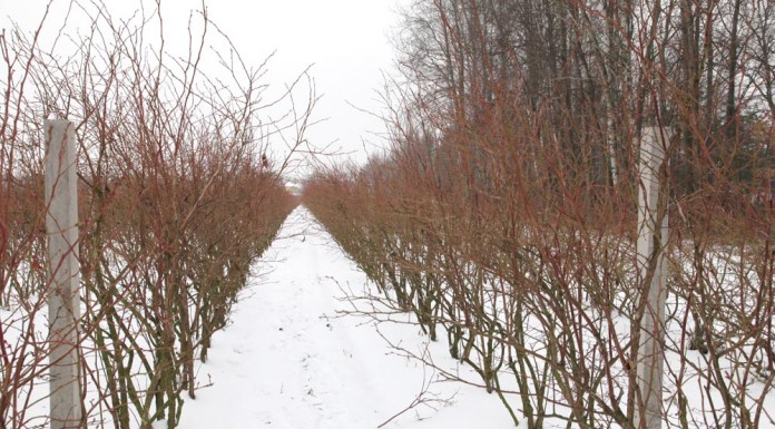Cięcie borówki dopasowane do odmiany