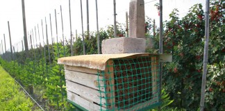 Szybka wiosna przyśpiesza wegetację