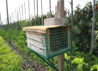 Szybka wiosna przyśpiesza wegetację