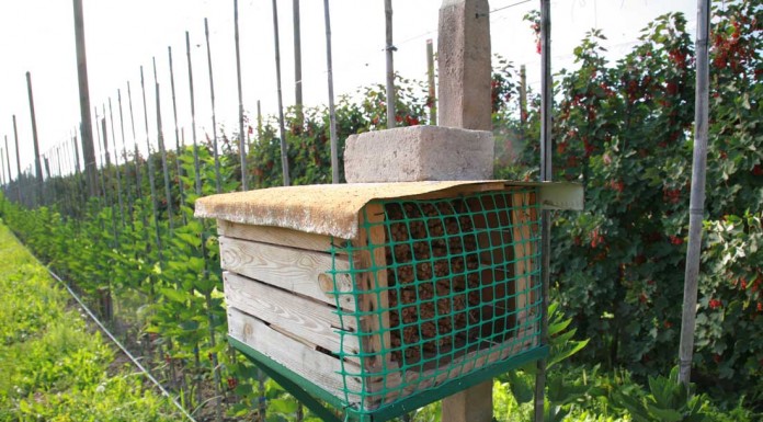 Szybka wiosna przyśpiesza wegetację