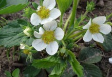 Truskawka – zalecenia w okresie okołokwitnieniowy – nawożenie i choroby