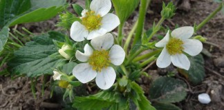 Truskawka – zalecenia w okresie okołokwitnieniowy – nawożenie i choroby