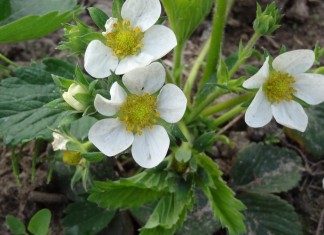 Truskawka – zalecenia w okresie okołokwitnieniowy – nawożenie i choroby