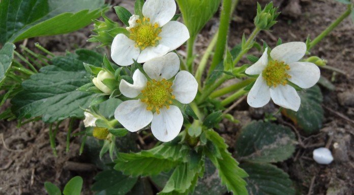 Truskawka – zalecenia w okresie okołokwitnieniowy – nawożenie i choroby