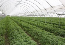 W Czerwińsku są już truskawki spod osłon