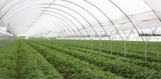 W Czerwińsku są już truskawki spod osłon