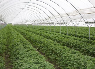 W Czerwińsku są już truskawki spod osłon