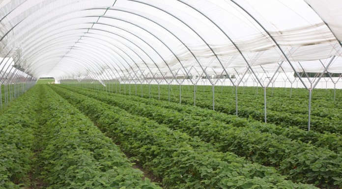 W Czerwińsku są już truskawki spod osłon