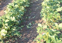 Grdobicia niszczą truskawki