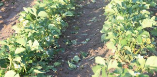 Grdobicia niszczą truskawki