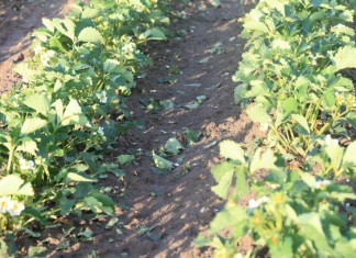 Grdobicia niszczą truskawki