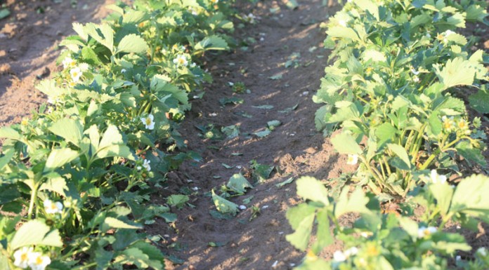 Grdobicia niszczą truskawki