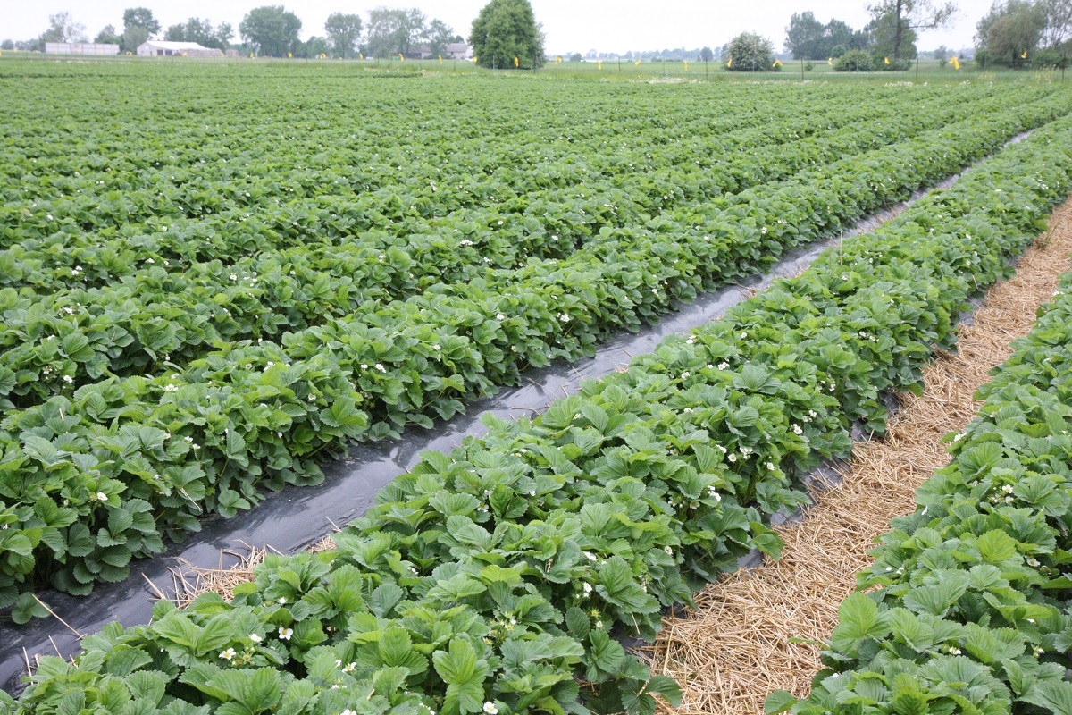 uprawa truskawek, zalecenia dotyczące uprawy truskawek, nowe odmiany trusakwek