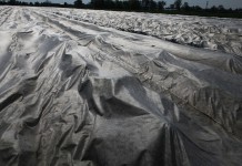 Kwitnienie truskawek