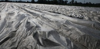 Kwitnienie truskawek