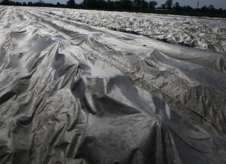 Kwitnienie truskawek