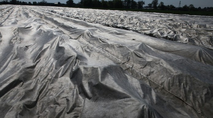 Kwitnienie truskawek