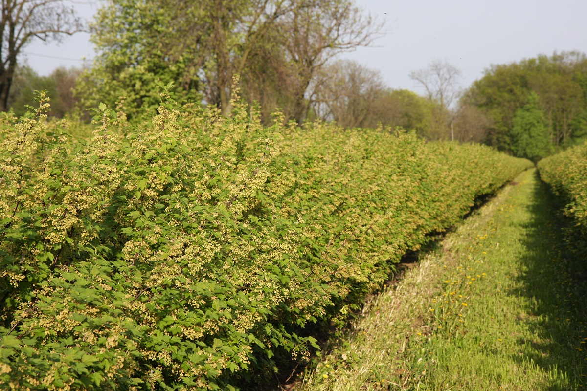 porzeczka, kwitnienie porzeczki, ochrona porzeczek