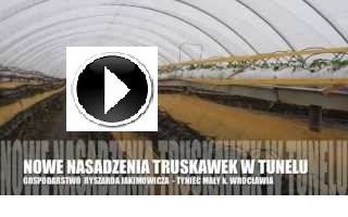 uprawa truskawek, truskawki w kokosie, truskawki na rynnach