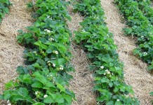 Truskawki w regionie Grójca 7 czerwca