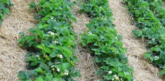 Truskawki w regionie Grójca 7 czerwca