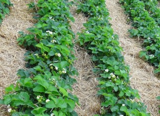 Truskawki w regionie Grójca 7 czerwca