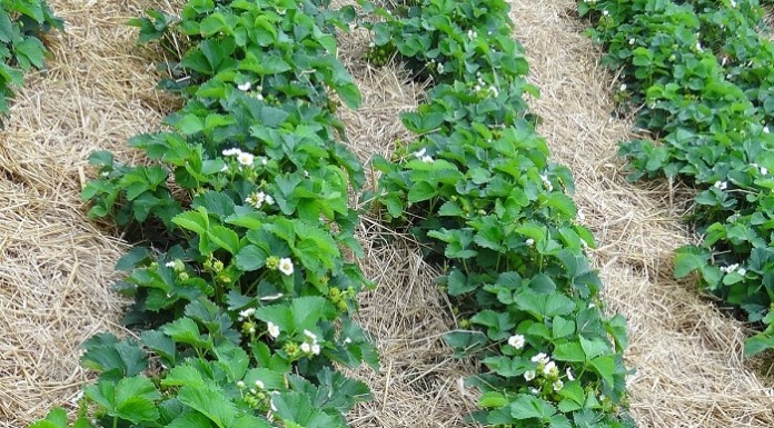 Truskawki w regionie Grójca 7 czerwca