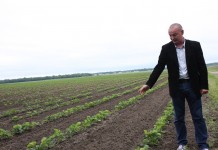 Sposób na Sengę Senganę