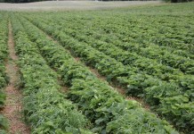 Na Kaszubach pełnia zbioru truskawek