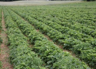 Na Kaszubach pełnia zbioru truskawek