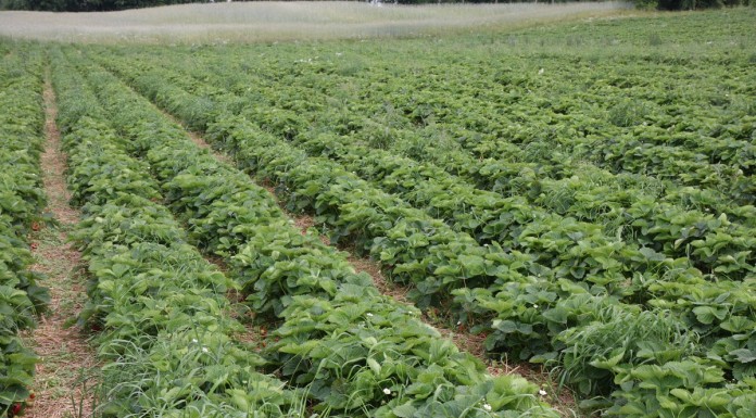 Na Kaszubach pełnia zbioru truskawek