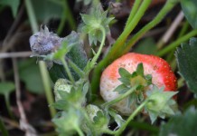 Choroby na plantacjach truskawek