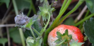 Choroby na plantacjach truskawek