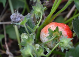 Choroby na plantacjach truskawek