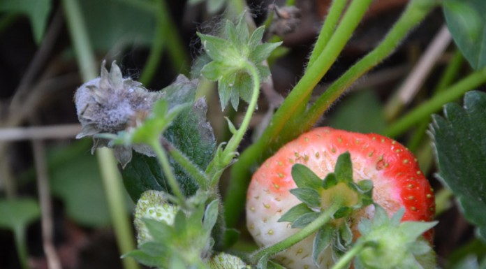 Choroby na plantacjach truskawek