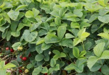 W Czerwińsku kończą się truskawki