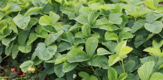 W Czerwińsku kończą się truskawki