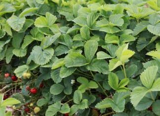 W Czerwińsku kończą się truskawki