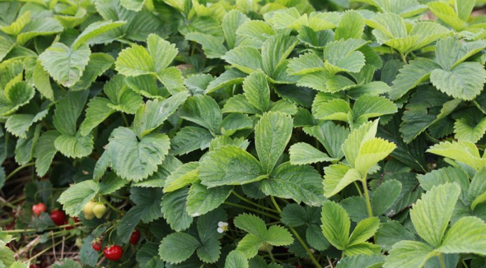 W Czerwińsku kończą się truskawki